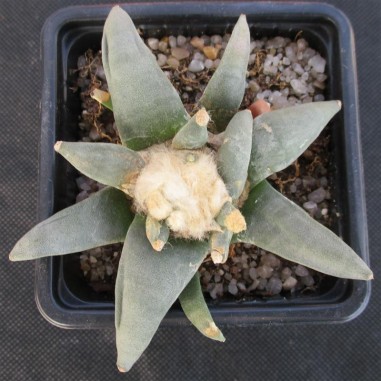 Ariocarpus retusus