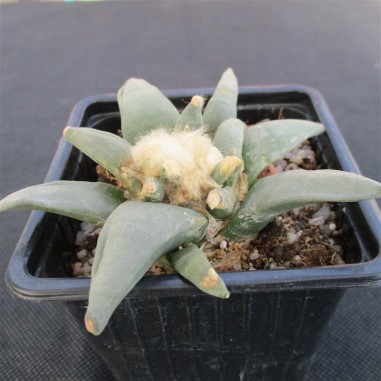 Ariocarpus retusus