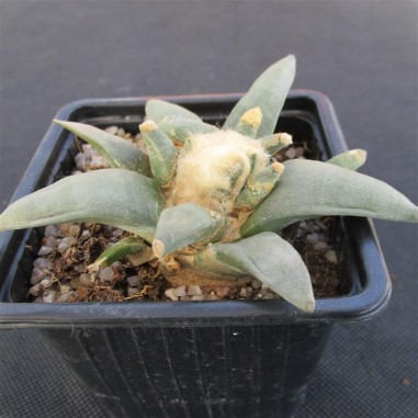 Ariocarpus retusus