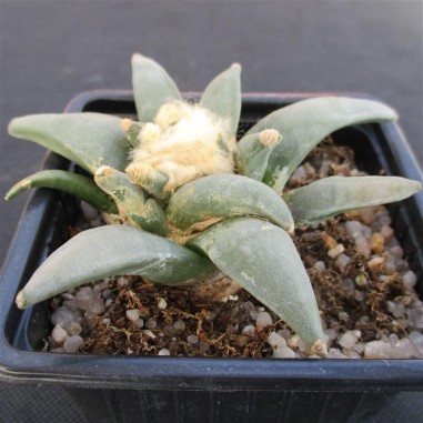 Ariocarpus retusus