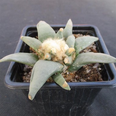 Ariocarpus retusus