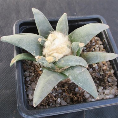 Ariocarpus retusus