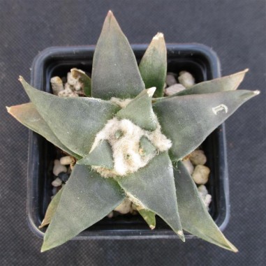 Ariocarpus trigonus elongatus v...