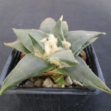 Ariocarpus trigonus elongatus v...