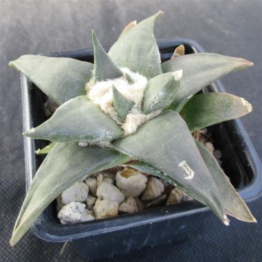 Ariocarpus trigonus