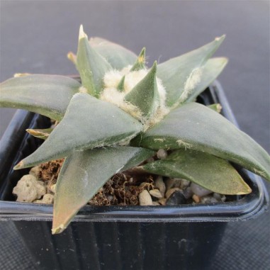 Ariocarpus trigonus