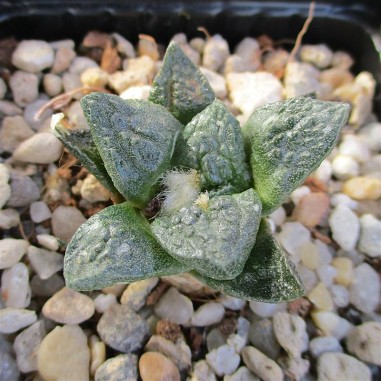 Ariocarpus bravoanus subsp hintonii