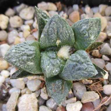 Ariocarpus bravoanus subsp hintonii