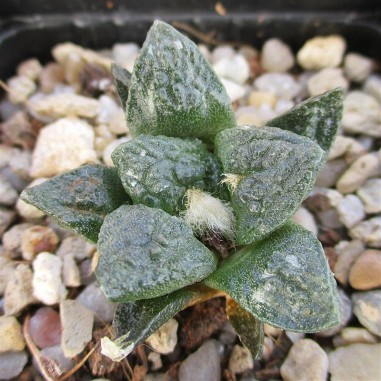 Ariocarpus bravoanus subsp hintonii