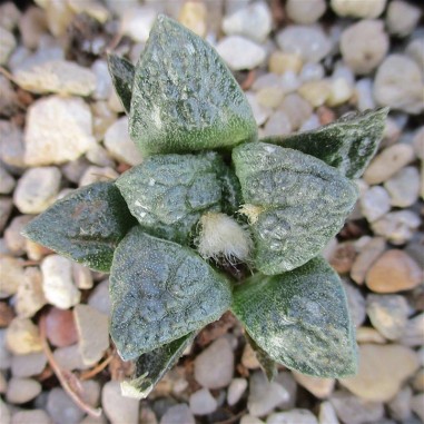 Ariocarpus bravoanus subsp hintonii