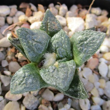 Ariocarpus bravoanus subsp hintonii