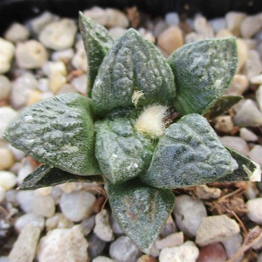 Ariocarpus bravoanus subsp hintonii