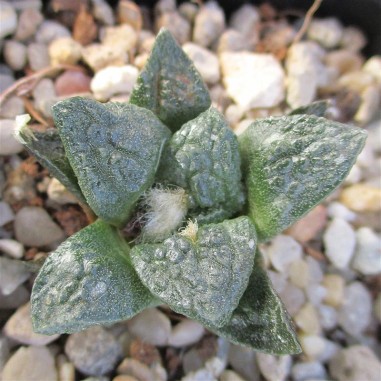 Ariocarpus bravoanus subsp hintonii