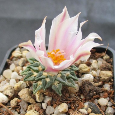 Ariocarpus kotschoubeyanus var....