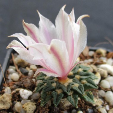 Ariocarpus kotschoubeyanus var....