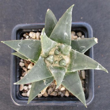 Ariocarpus trigonus