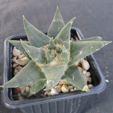 Ariocarpus trigonus