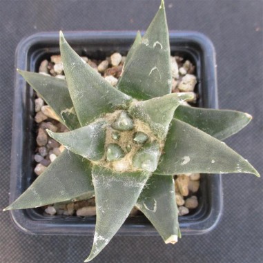 Ariocarpus trigonus