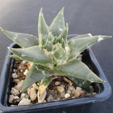 Ariocarpus trigonus