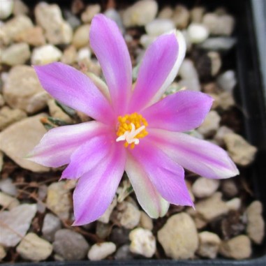 Ariocarpus kotschoubeyanus