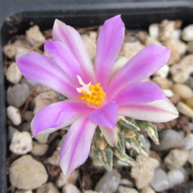 Ariocarpus kotschoubeyanus