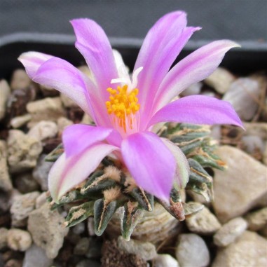 Ariocarpus kotschoubeyanus