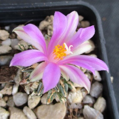 Ariocarpus kotschoubeyanus