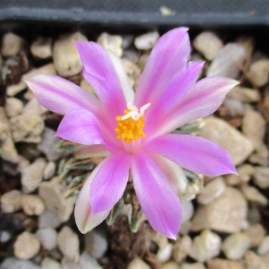 Ariocarpus kotschoubeyanus