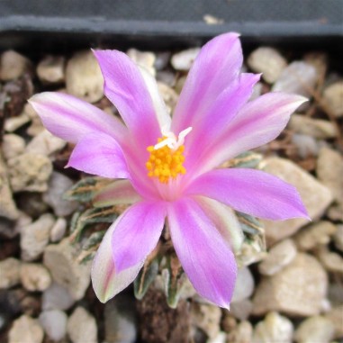 Ariocarpus kotschoubeyanus