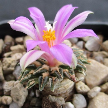 Ariocarpus kotschoubeyanus