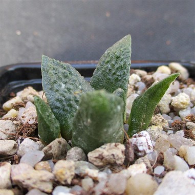 Ariocarpus fissuratus CV godzilla x...