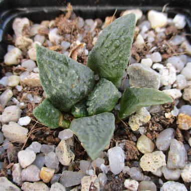 Ariocarpus fissuratus CV godzilla x...