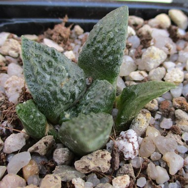 Ariocarpus fissuratus CV godzilla x...