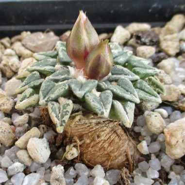 Ariocarpus kotschoubeyanus var....