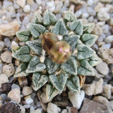 Ariocarpus kotschoubeyanus var....