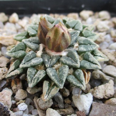 Ariocarpus kotschoubeyanus var....