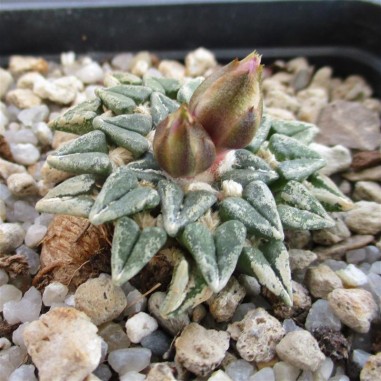 Ariocarpus kotschoubeyanus var....