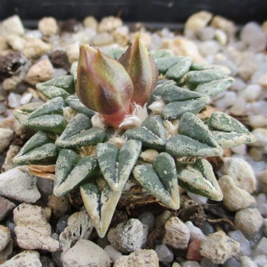 Ariocarpus kotschoubeyanus var....