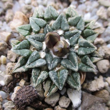 Ariocarpus kotschoubeyanus var....