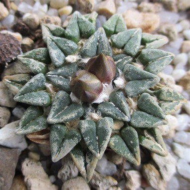 Ariocarpus kotschoubeyanus var....