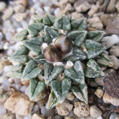 Ariocarpus kotschoubeyanus var....