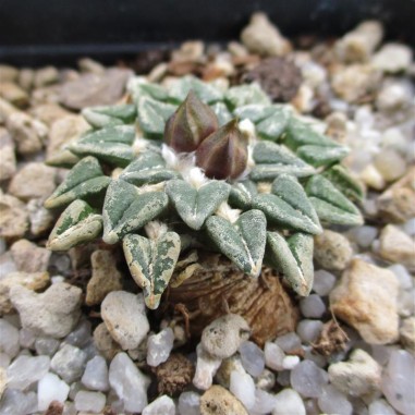 Ariocarpus kotschoubeyanus var....