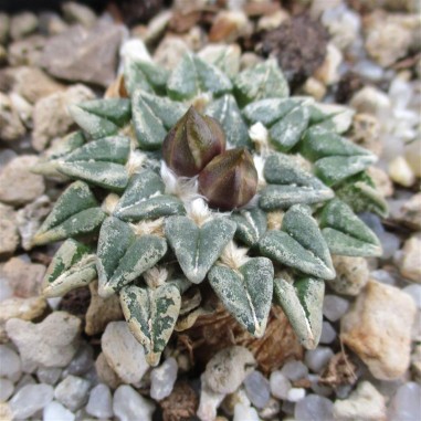 Ariocarpus kotschoubeyanus var....