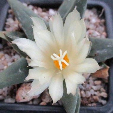 Ariocarpus trigonus