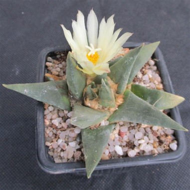 Ariocarpus trigonus