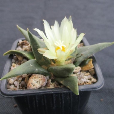 Ariocarpus trigonus