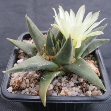 Ariocarpus trigonus