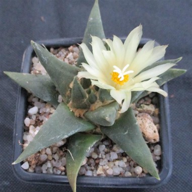 Ariocarpus trigonus