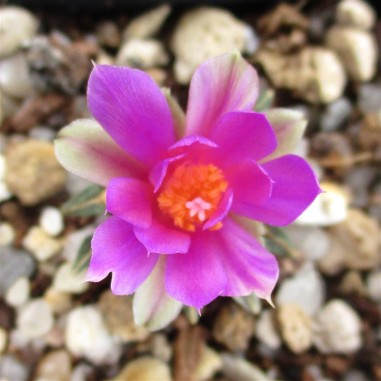 Ariocarpus kotschoubeyanus