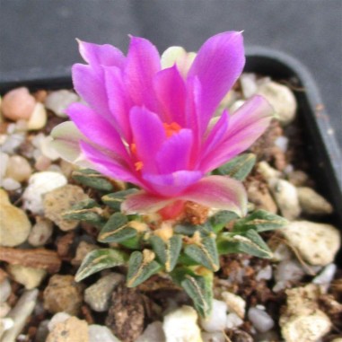 Ariocarpus kotschoubeyanus